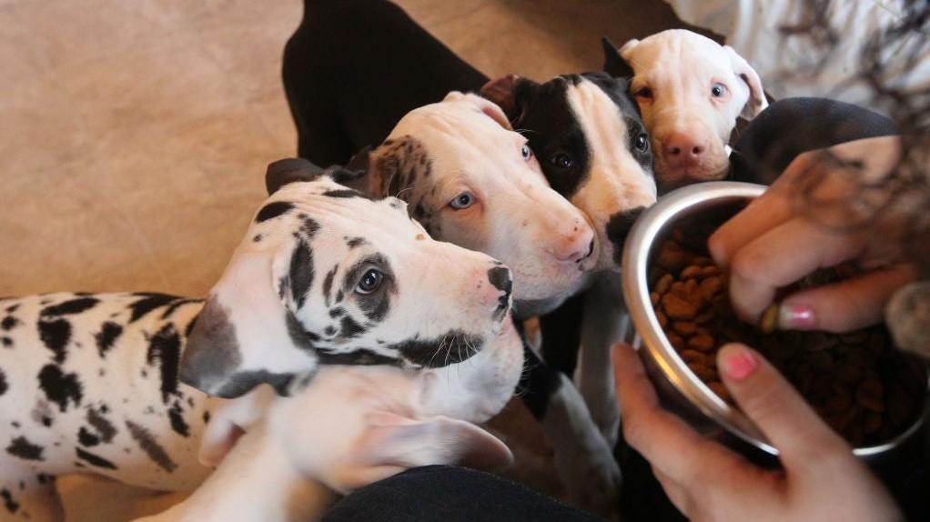 Don t feed your dog this kibble sold at Publix and Target