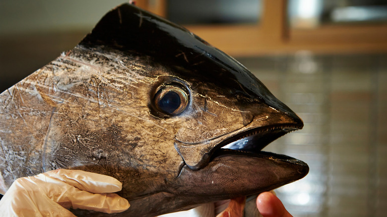 Hand holding a head of tuna