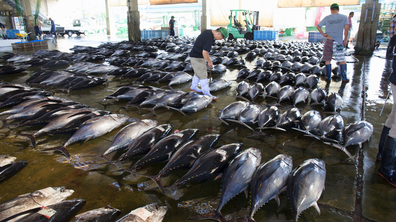 Rows of whole tuna laid out in a fish market