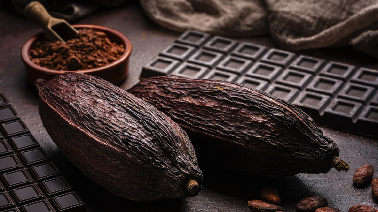 Two brown cocoa pods, cocoa beans, cocoa powder and dark chocolate bars