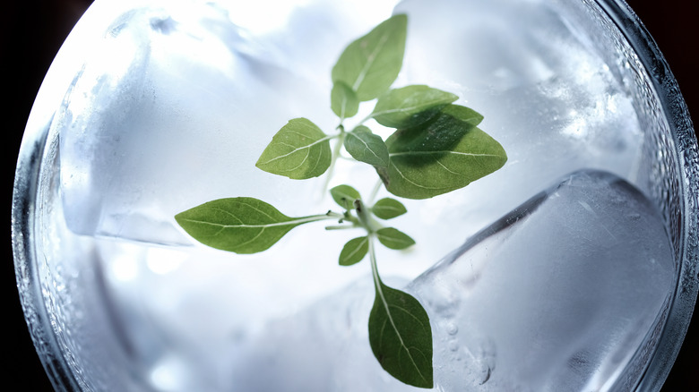 Basil in a cocktail glass with ice