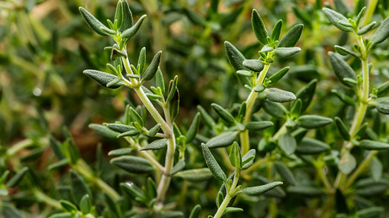 A close-up shot of thyme growing
