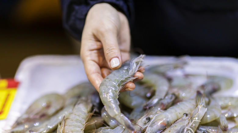 Hand picking up raw shrimp