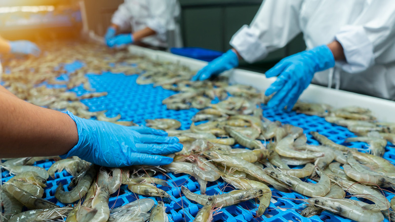 People processing raw shrimp