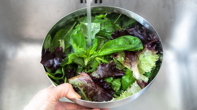 Soaking greens in a bowl with a solution of vinegar, water, and salt