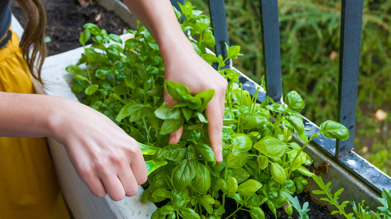Young women cuts fresh herbs from a planter on outdoor porch