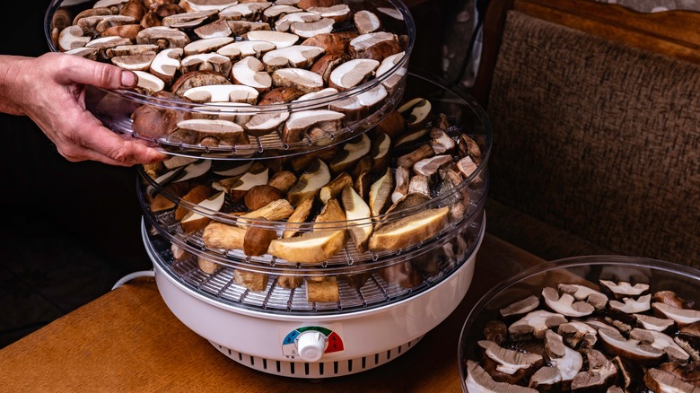 Mushrooms inside a food dehydrator