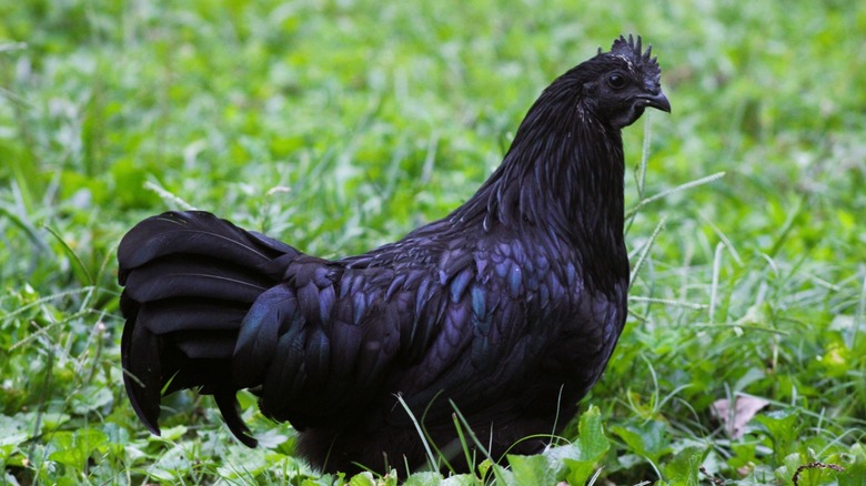 Ayam Cemani Solid Black Chicken free ranging