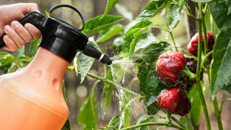 Gardener Spraying Pesticide on Pepper Plant