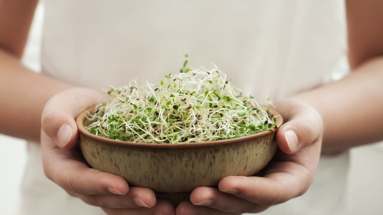 Hands holding a ceramic bowl of homegrown organic alfalfa sprouts