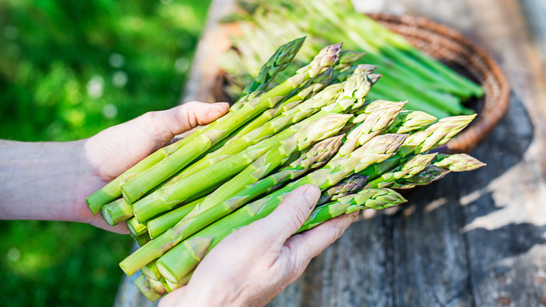 Hands holding asparagus outdoors