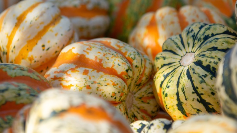 Close-up of colorful edible acorn squash