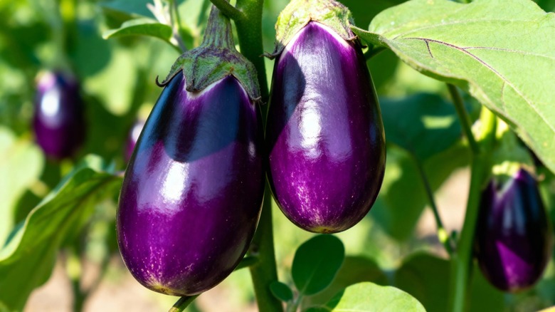 Ripe purple eggplants growing on a plant in a sunny vegetable garden