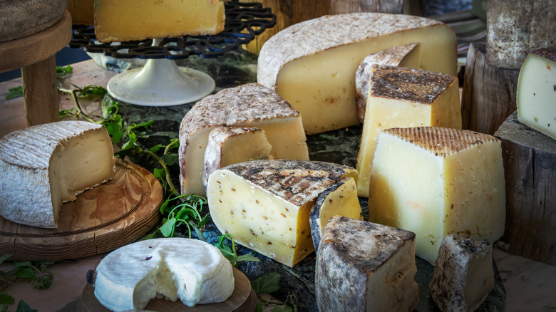a selection of various cheeses displayed neatly