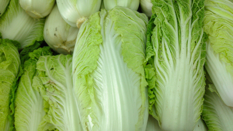 Close up of fresh Napa cabbage