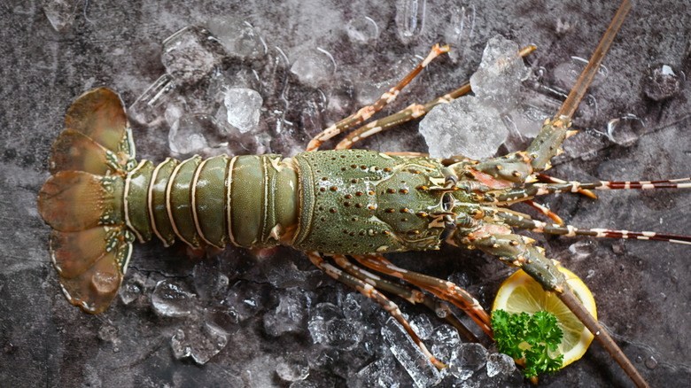Spiny lobster on ice