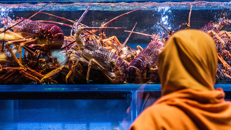 Person looking at a lobster tank