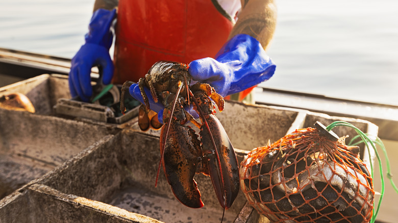 Man holding a lobster
