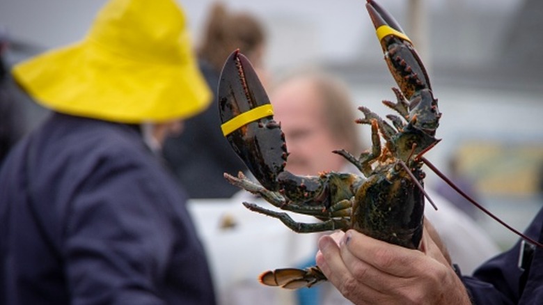 Man holding a lobster