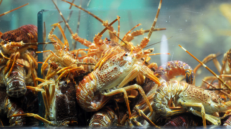 Lobsters in a tank