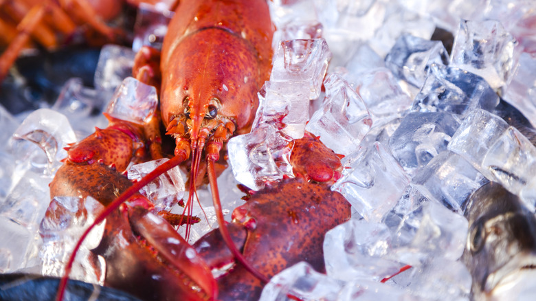Cooked lobster on ice