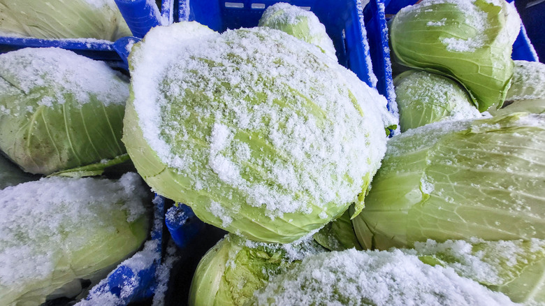 Cabbages covered in snow or ice in baskets