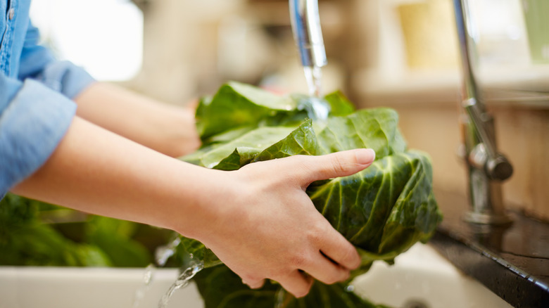 Woman's hands holding cabbage under running faucet