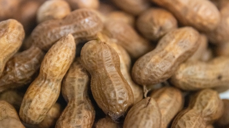 Fresh boiled peanuts, close up