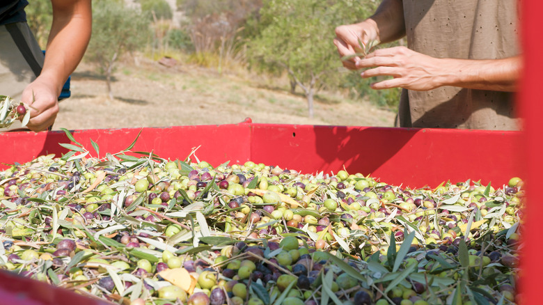 Hands touching olives in a large red vat