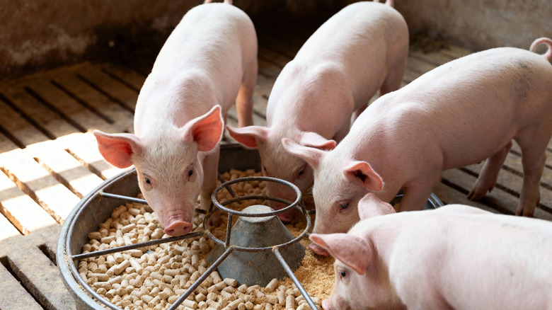 Young Piglets Feeding Together Around a Circular Trough in a Barn