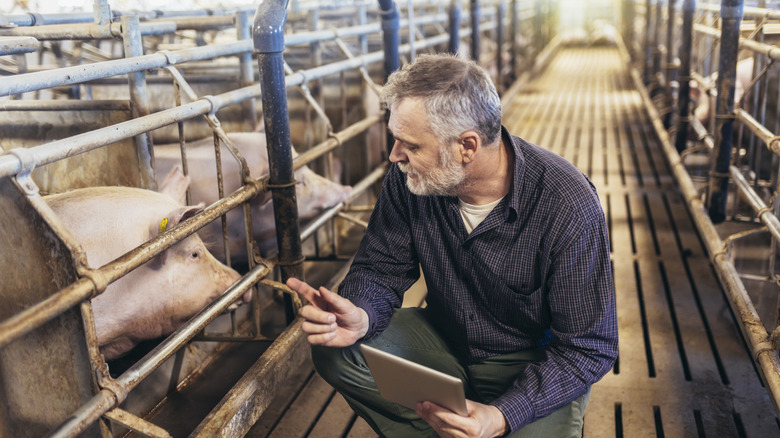 Veterinarian in the pig farm checking on the pig's health