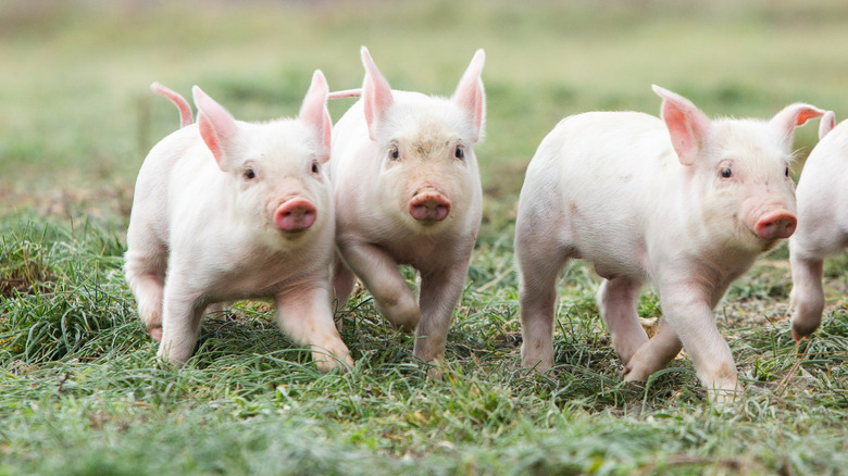 Piglets on the farm in the open air.