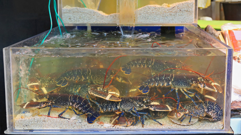 Live lobsters in tank at fish market