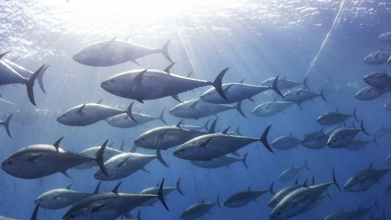 Tuna trapped in a fishing net