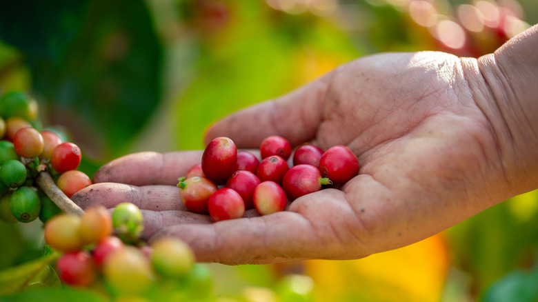 Hand holding arabica coffee beans
