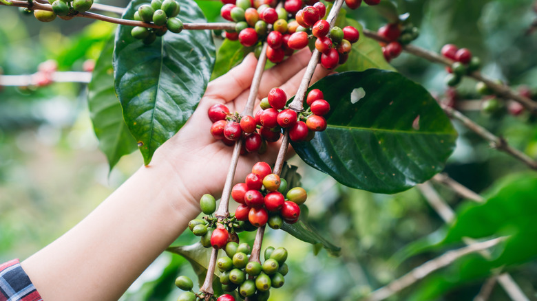 Hand lifting coffee beans actively growing on tree