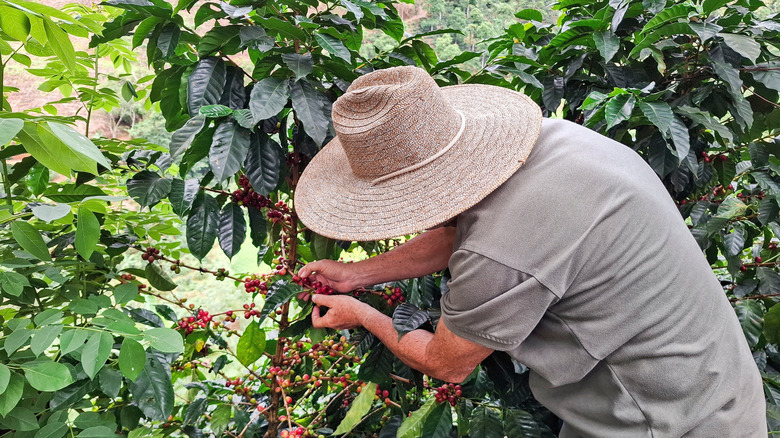 Worker wearing a hat picking coffee beans in field