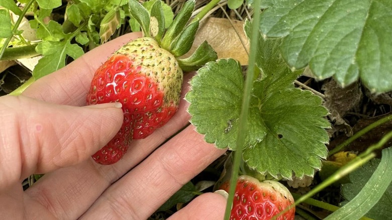 Hand holding strawberry ready to be picked