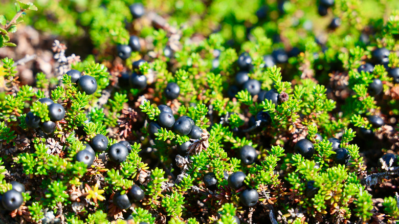 Crowberries hanging on a bush in Greenland.
