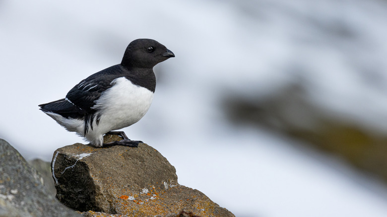A little auk rests on a rock.