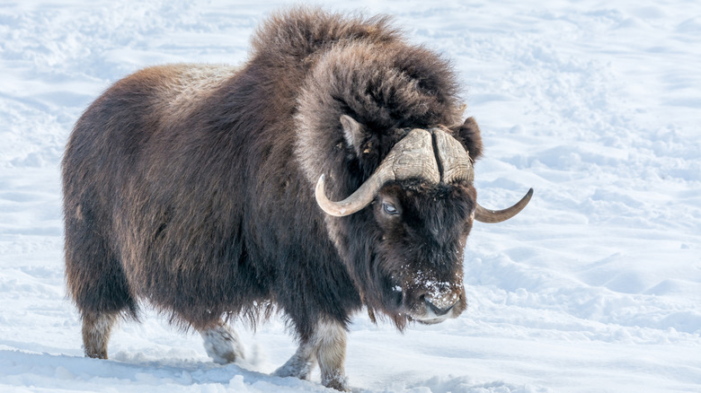 A muskox walking in the snow.