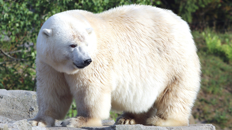 A clear dish with two fermented shark pieces rests on a wooden table.
