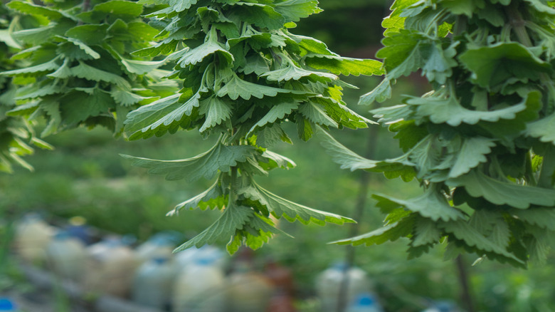 Tied herbs hanging upside down outside