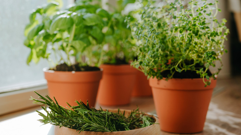 Kitchen herbs cultivated in a flower pots and rosemary in a wooden plate used in culinary on a windowsill