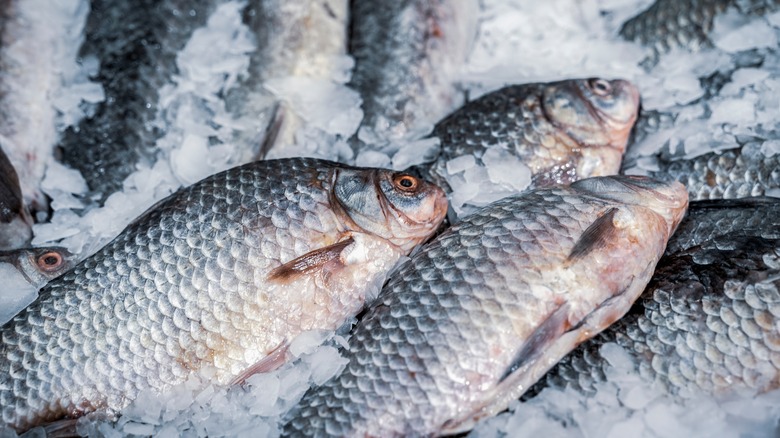 Fresh fish on display in ice