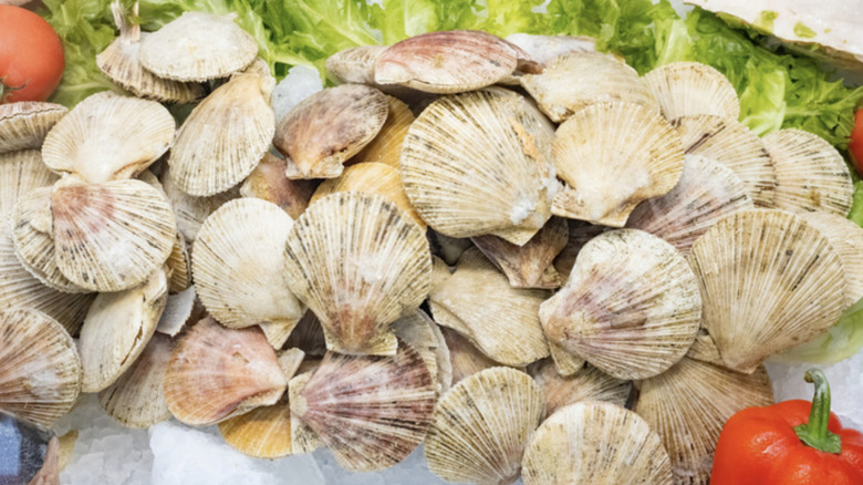 Fresh scallops in shells on ice