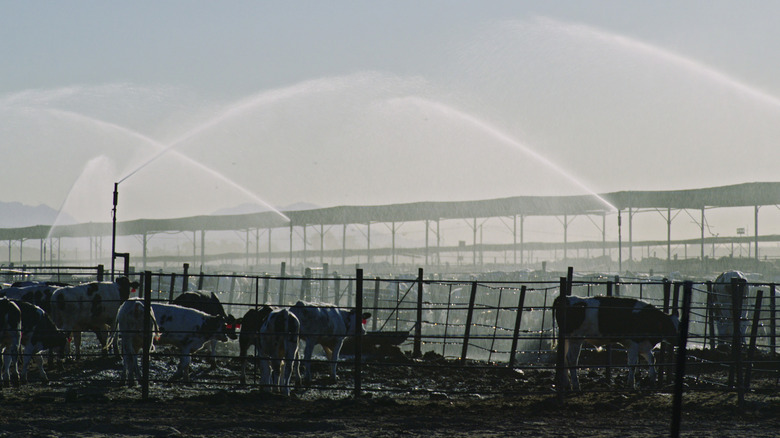 Still image of livestock from 'Poisoned: The Dirty Truth About Your Food'