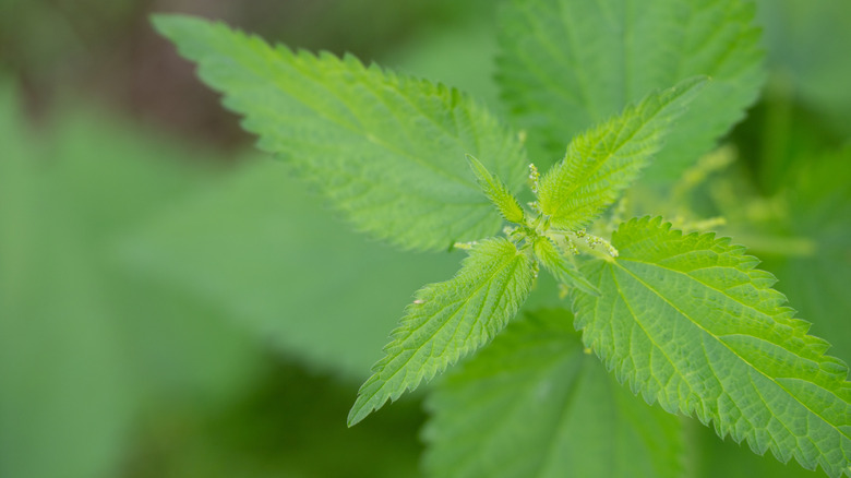 Close up of nettle leaves