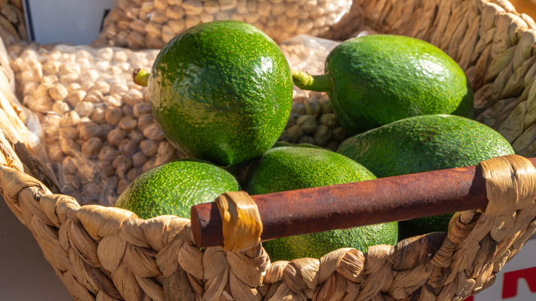 Unripe avocados