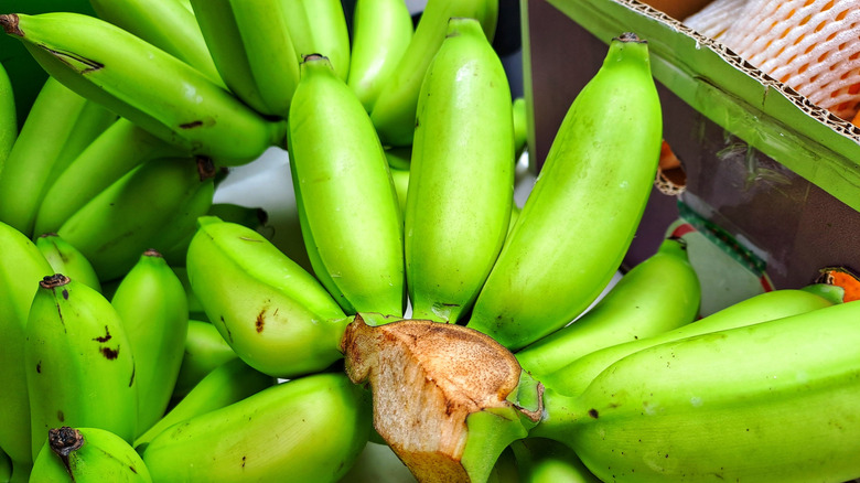 Unripe bananas